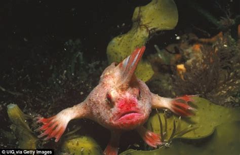 Surprised Scientists When First Discovered Strange Fish With Human Like