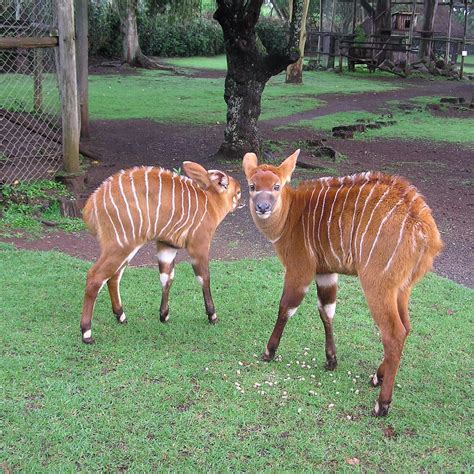Mount Kenya Wildlife Conservancy Nanyuki Town All You Need To Know