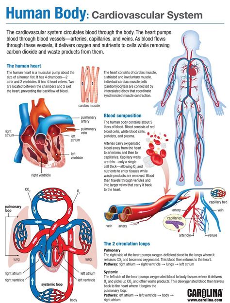 Infographic Exploring Monocots And Dicots Human Body Anatomy Human Anatomy And Physiology