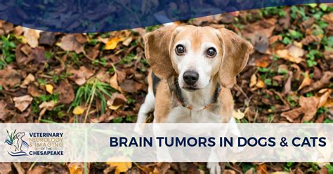 Tumors that start in the brain (primary brain tumors) are far less common than tumors that spread to the brain from other areas (metastatic brain tumors). Brain Tumors in Dogs & Cats | Veterinary Neurology of the ...