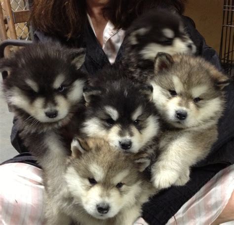 Please contact for more information. Alaskan Malamute Puppies for Sale, Alaskan Malamutes ...