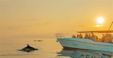 From Alcudia Sunrise Dolphin Watching Boat Tour Getyourguide