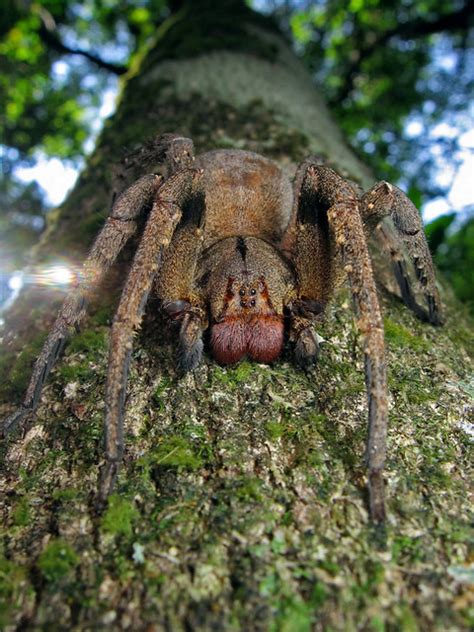 Phoneutria Nigriventer Brazilian Wandering Spider Armadeira A