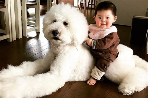 Puppies are extremely sensitive to chemicals and so topical or oral treatments are just out of the question. 22 Pictures Of Cute Babies With Dogs Will Make Your Day - Mojly