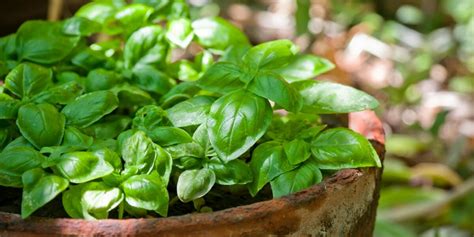 12 Mosquito Repellent Plants That Will Keep the Bugs Away | Living Rich ...