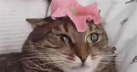 Flower Causes Cat To Malfunction Huffpost Uk