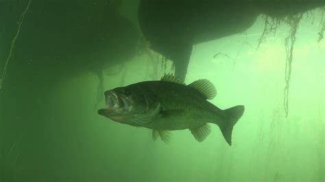 Largemouth Bass Backgrounds 40 Images