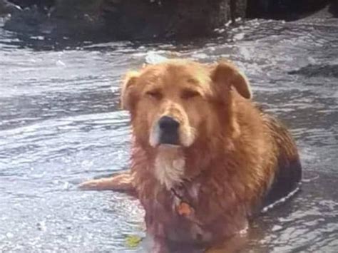 Addio A Billy Il Cane Che Ogni Giorno Andava A Trovare Il Padrone Al Cimitero Corriereit