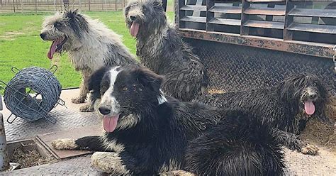 Life is better with a border collie puppies thanks for watching! Idaho Shags: Tough, Loyal, with An Instinct to Herd » Idaho Senior Independent