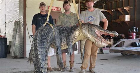 Two Alligators Topping 720 Pounds Each Caught In Mississippi Wlrn