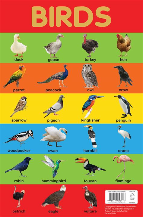 Birds Chart Early Learning Educational Chart For Kids Perfect For