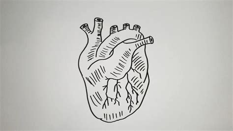 Kako Nacrtati Ljudsko Srce Pravilnohow To Draw The Human Heart