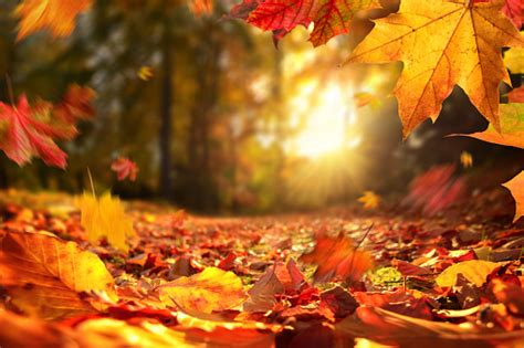 Falling Autumn Leaves Before Sunset Stock Photo Download Image Now