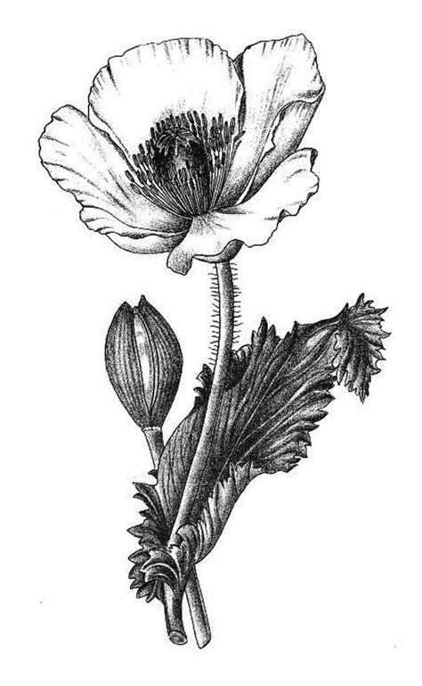 50 Easy Flower Pencil Drawings For Inspiration Poppy Drawing