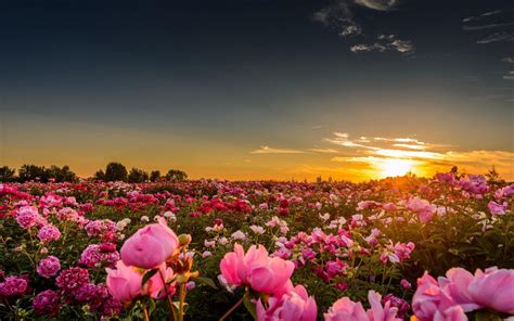 Sunset Sunlight Flowers Rose Pink Roses Nature Landscape Wallpapers Hd Desktop And