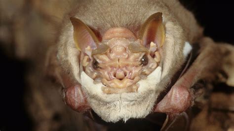 Worlds Ugliest Bats Sing Through Face Masks Made Of Skin To Woo The