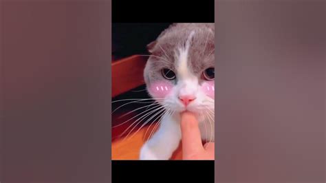 😺🎬 Cute Cat Compilation Adorable 🐾💖 Youtube