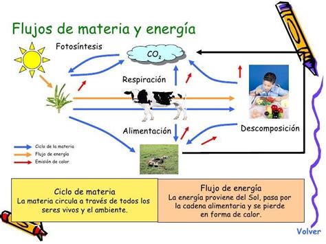 Mis Experiencias De Aprendizaje La Materia Y La EnergÍa En El Ecosistema