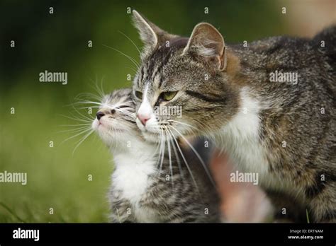 Cats Hi Res Stock Photography And Images Alamy
