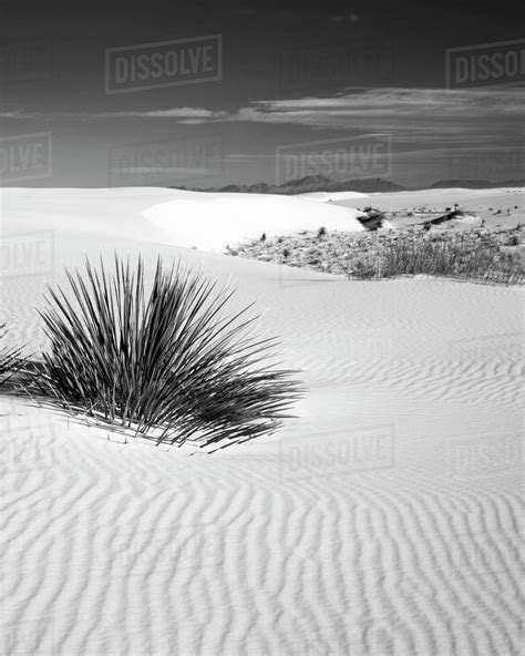 Usa New Mexico White Sands National Monument Bush In Desert Sand