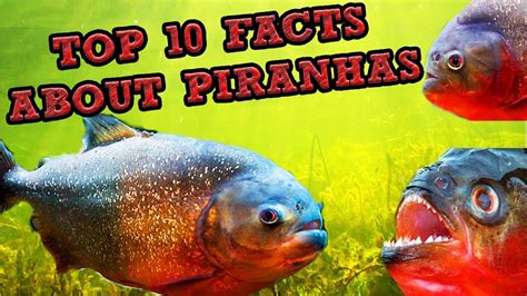 Top 10 Facts About Piranhas Youtube