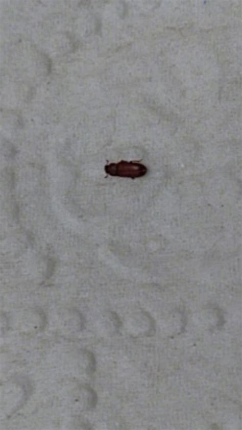 Identifying A Tiny Dark Brown Bug Thriftyfun