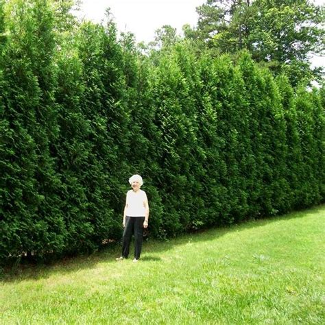 Full Speed A Hedge® American Pillar Arborvitae Fast Growing Trees