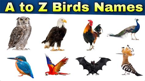 Abc Birds Names Alphabet Of Birds A To Z Birds Names Youtube
