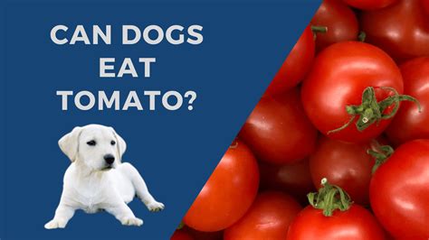 Can Dogs Eat Tomatoes A Comprehensive Guide