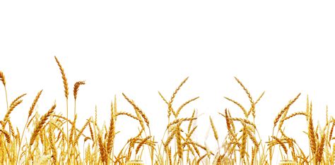 Wheat Field Png Clipart Png All Png All