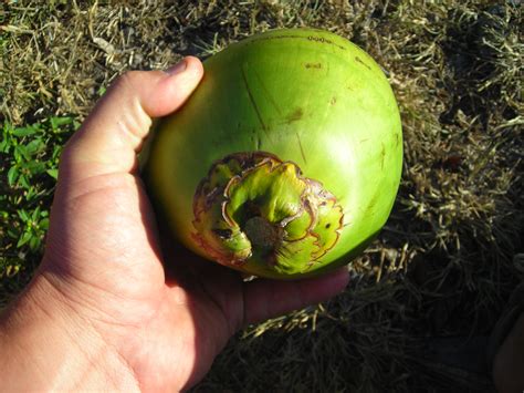 Coconut is a delicious and typical fruit from tropical countries. How to open green coconuts for water | Florida Hillbilly