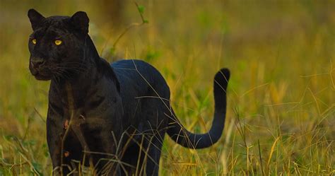 national geographic photographer tracks down black panther kjzz