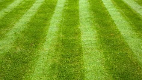 How To Stripe Your Lawn Like A Sports Field Sod Solutions