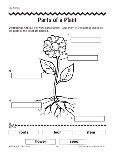 Parts Of A Plant Worksheet Cut And Paste Wesharepics