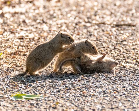 Cute And Funny Baby Gophers Tales From The Backroad