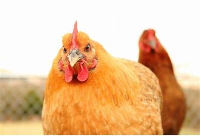 Chicken Feed Sustainable Sources Livestock Acres Own