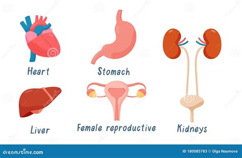 Conjunto De órganos Humanos Corazón Aparato Reproductor Femenino