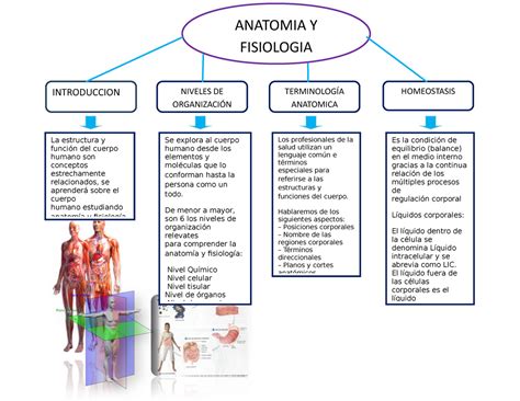 Fisiologia Basica Y Medica Mapa Conceptual De Generalidades De Sistema