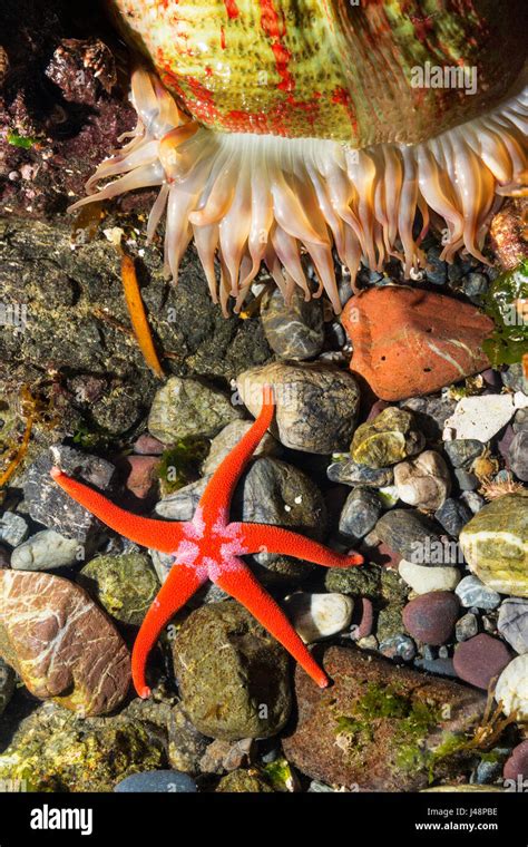 Detail View Of Sea Stars And Anemones In A Tidal Pool Hesketh Island