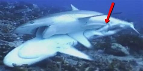 For Sharks Lovemaking Is Anything But Gentle When A Male Shark Finds