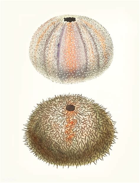 Public Domain Hand Drawn Of Sea Urchin Premium Image By Rawpixel