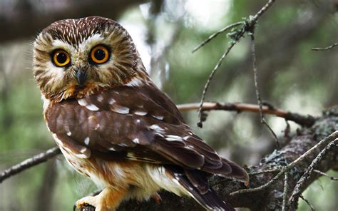 Northern Saw Whet Owl Audubon Field Guide