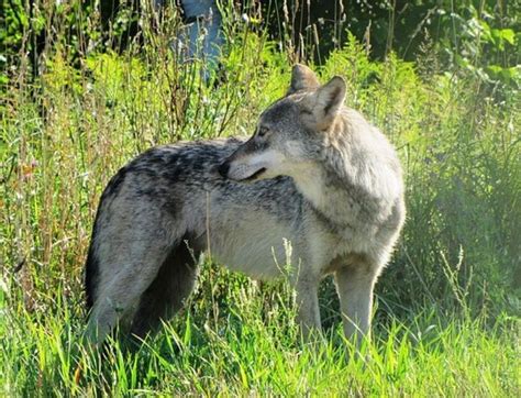 Eripe Lupus Read About Usfws Gray Wolf Delisting Proposal