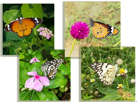 How To Setup A Butterfly Garden In India Roaming Owls