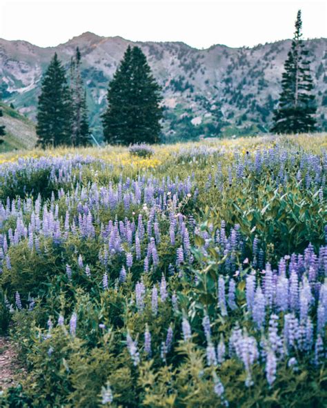 Albion Basin Incredible Wildflower Hike In Utah