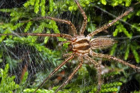 Grass Spider Agelenopsis Sp North American Insects