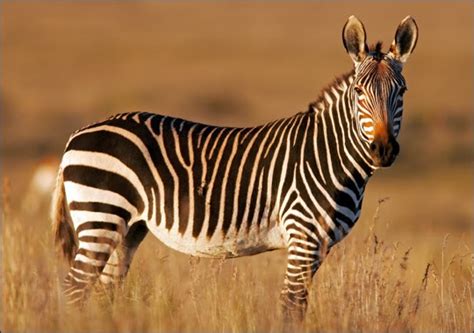 Zebras in the wild are not easy to get close to. Mountain Zebra | Endangered Animals Facts, Wildlife Pictures And Videos