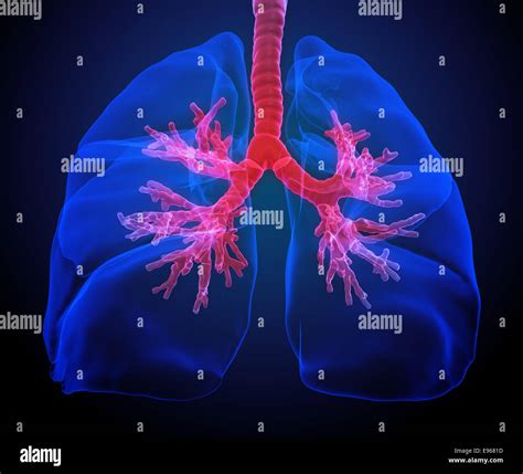 3d Medical Illustration Lungs With Visible Bronchi Stock Photo Alamy