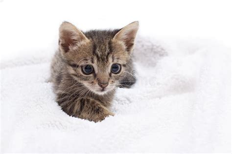 Adorable Kitten Stock Photo Image Of Feline Playful 28800664