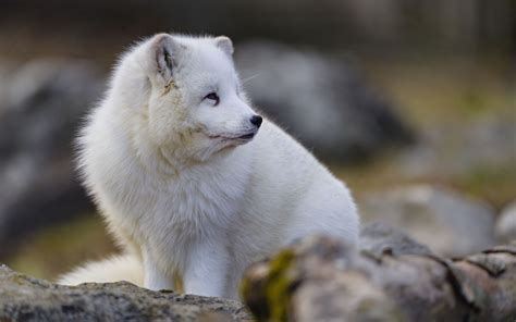 Download Wallpaper 3840x2400 Arctic Fox Glance Animal Wildlife